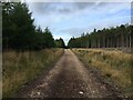 Forestry road, Culloden Forest in IV2 5ES