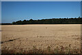 Stubble field near A14 in IP28 6NL