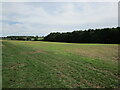 Stubble field and plantation between Rolleston and Tugby in LE7 9WD