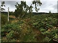Footpath towards Inverfarigaig and Boleskine in IV2 6YP