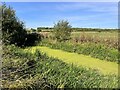 Algae in one of the offshoots of the Great Ouse in MK19 7EB