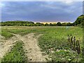 Evening field by the byway in Ardeley