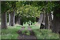 Footpath through avenue of trees, Benthall in TF12 5BB