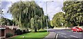 Weeping willow on verge on west side of Durham Road in DH3 4BH