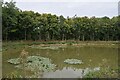 Pond with lilies - and carp in SS16 6QZ