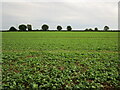 Field of oilseed rape, Preston in LE15 9NG