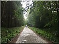Forestry road, Cropton Forest in YO18 8EU