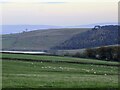 Sheep in a Field on Ing Head Moor in Barley-with-Wheatley Booth