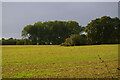 Field off Dazeley's Lane in CO7 6UD