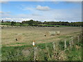 Round bales, Milesmark in KY12 9NU