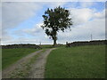 Lone tree above Brushfield Hough in Brushfield