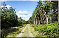 Forestry road near to Broadhurst Green in WS12 4PX