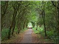Tree tunnel on the Old Mineral Line Trail in S66 9BP