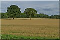 Two trees in the field by Small Hopes in SG2 7DB