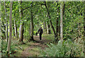 A woodland path at the Haining Estate, Selkirk in TD7 5LR