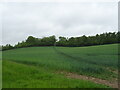 Track (footpath) through cereal crop, Middle Assendon in RG9 6BN