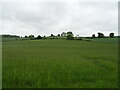Grassland, Great Hill in RG9 6LN