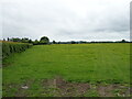 Grazing beside drain, Berrick Prior in OX10 6JW