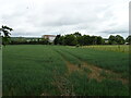 Cereal crop off the B480 in OX4 6SH