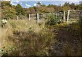 Looking back to woodland path entrance in Wattston