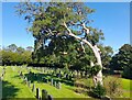 Cork Tree in St Mary's Churchyard Gosforth in CA20 1BQ