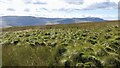 Tussocks, Fintry Hills in G63 0XQ
