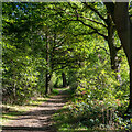 Path in woodland, Hanningfield Reservoir Nature Discovery Park in CM11 1WT