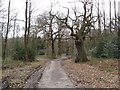 Sherwood Forest - Blackpool Plantation to the Right in NG20 0EP