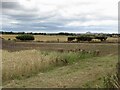 Arable farmland, Ballencrieff in EH32 0QH