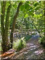 Pathway and footbridge in dappled light in SA2 8EG