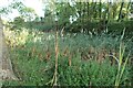 Damp pond at Temple Farm in SG12 0HR