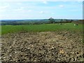 Farmland near Westcombe in BA4 6ER