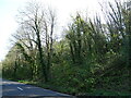 Wooded bank beside the A3057 in SO20 6AX