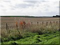 Stubble near Blackadder Bank in TD11 3LZ