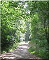 Dappled sunlight, West Woods in SN8 4EG