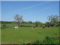 Grazing, Longparish in SP11 6PY