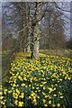 Daffodils in Nowton Park in IP29 5LU