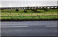 View to Almond Valley Viaduct in EH28 8SR