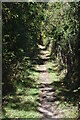 Sunken path north of Barford St Martin in Barford St. Martin