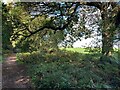 Bridle Path in Harlow Wood in Lindhurst