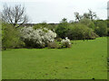 Blackthorn in bloom, The Chase Local Nature Reserve in RM7 0YX