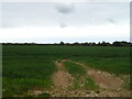 Cereal crop off Posbrook Lane in PO14 4HD