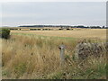 Arable land near Dirleton in EH39 5LS