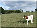 Grazing land near St Lythans burial chamber in Wenvoe Community