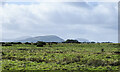 Roughly vegetated ground south of Gillbarffs Wood in CA11 0JB