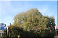 Willow tree on Cranfield Road, Salford in Hulcote and Salford