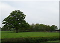 Tree in field in SO40 9FX