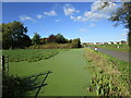 Duckweed covered rhyne, Yarrow Road, Mark in Mark