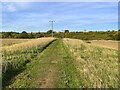 Power lines over the footpath to Tonwell in SG12 0EY