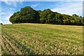 Wade's Wood and stubble field in Thundridge and Wadesmill